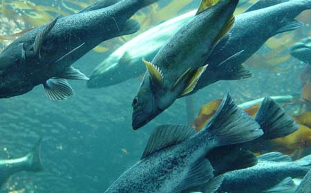 Cá biển là nguồn cung cấp protein, khoáng chất là phương pháp chống lão hóa da hiệu quả
