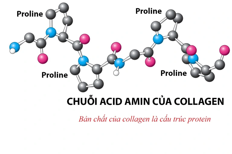 Cấu trúc Collagen trong collagen thể người