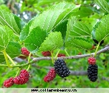 Phương pháp làm trắng da tại nhà